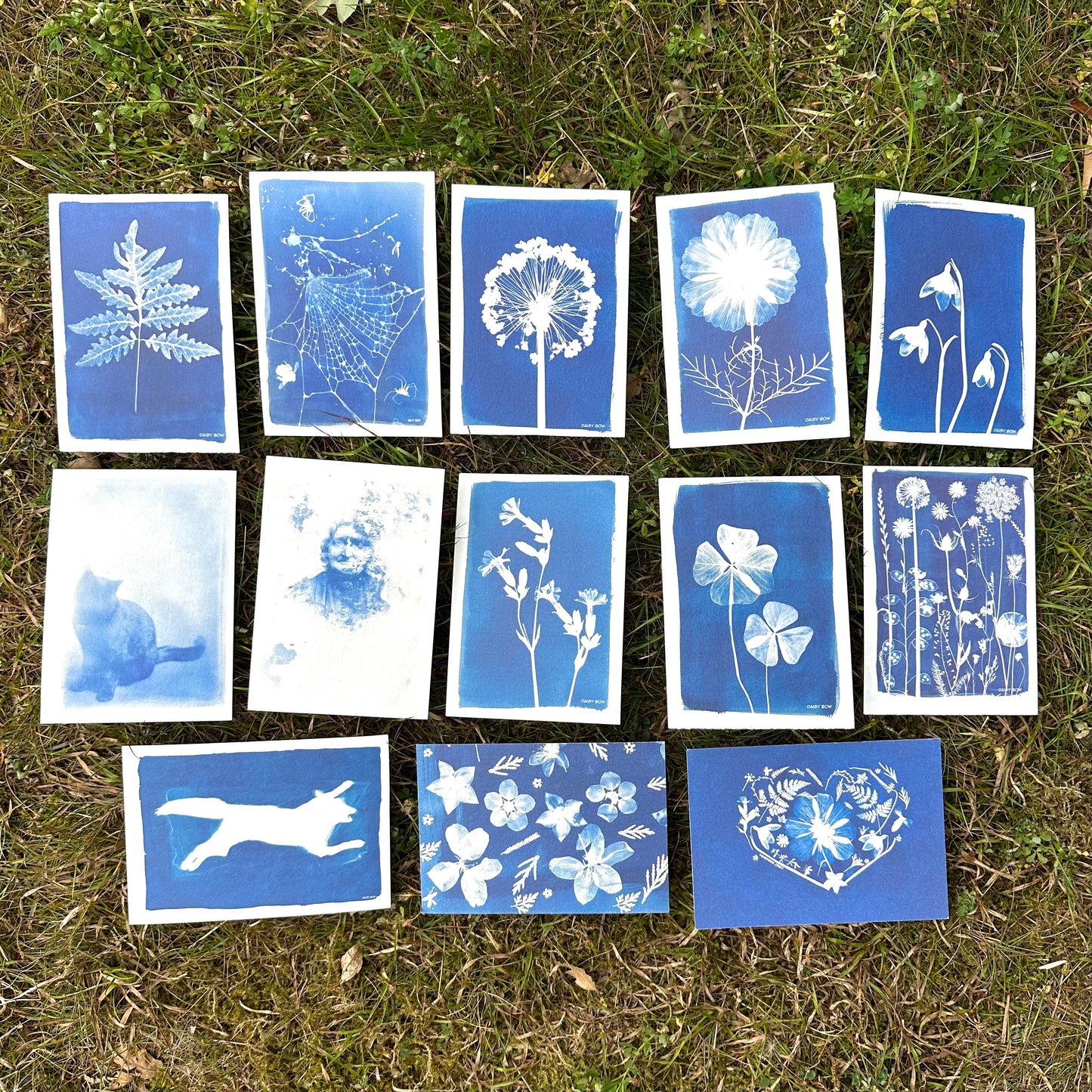 Cyanotype Postcards