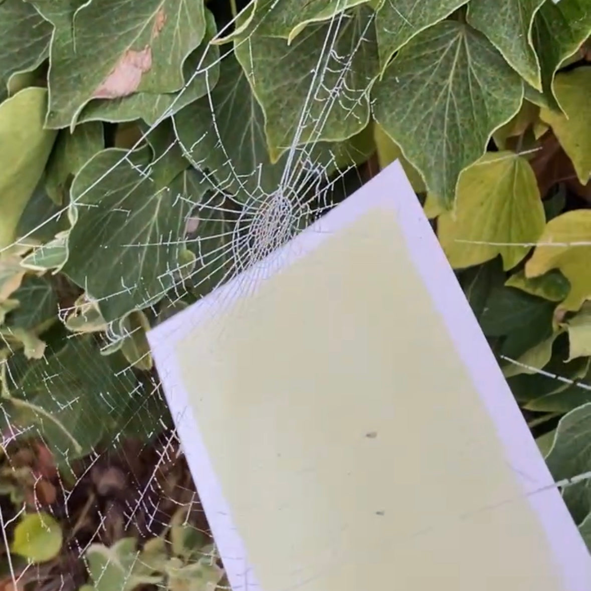 Real Spider Web Cyanotype Print