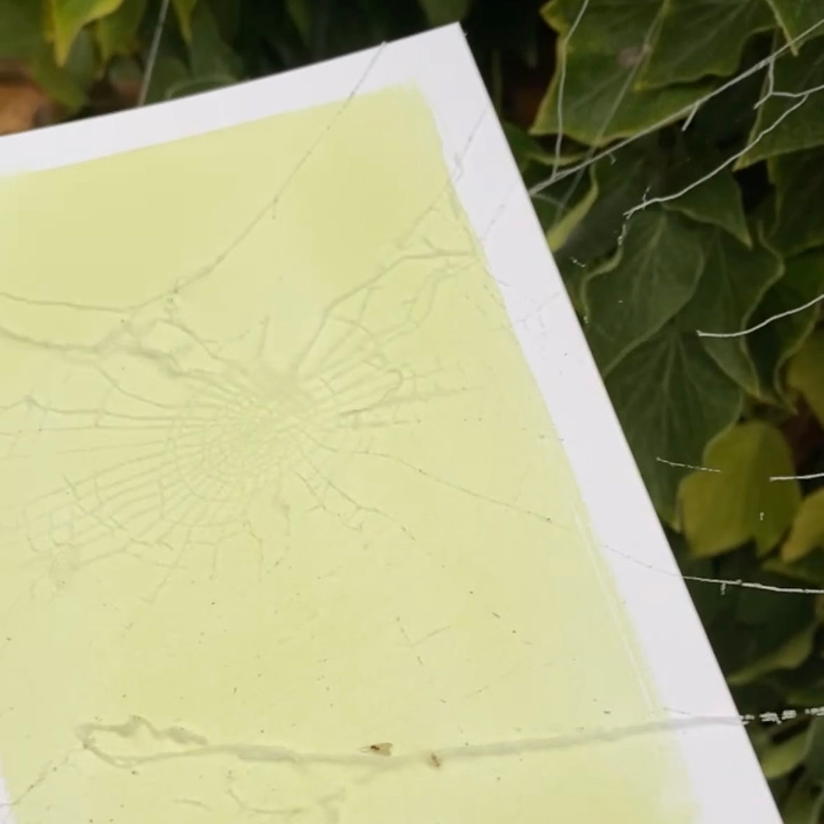 Real Spider Web Cyanotype Print