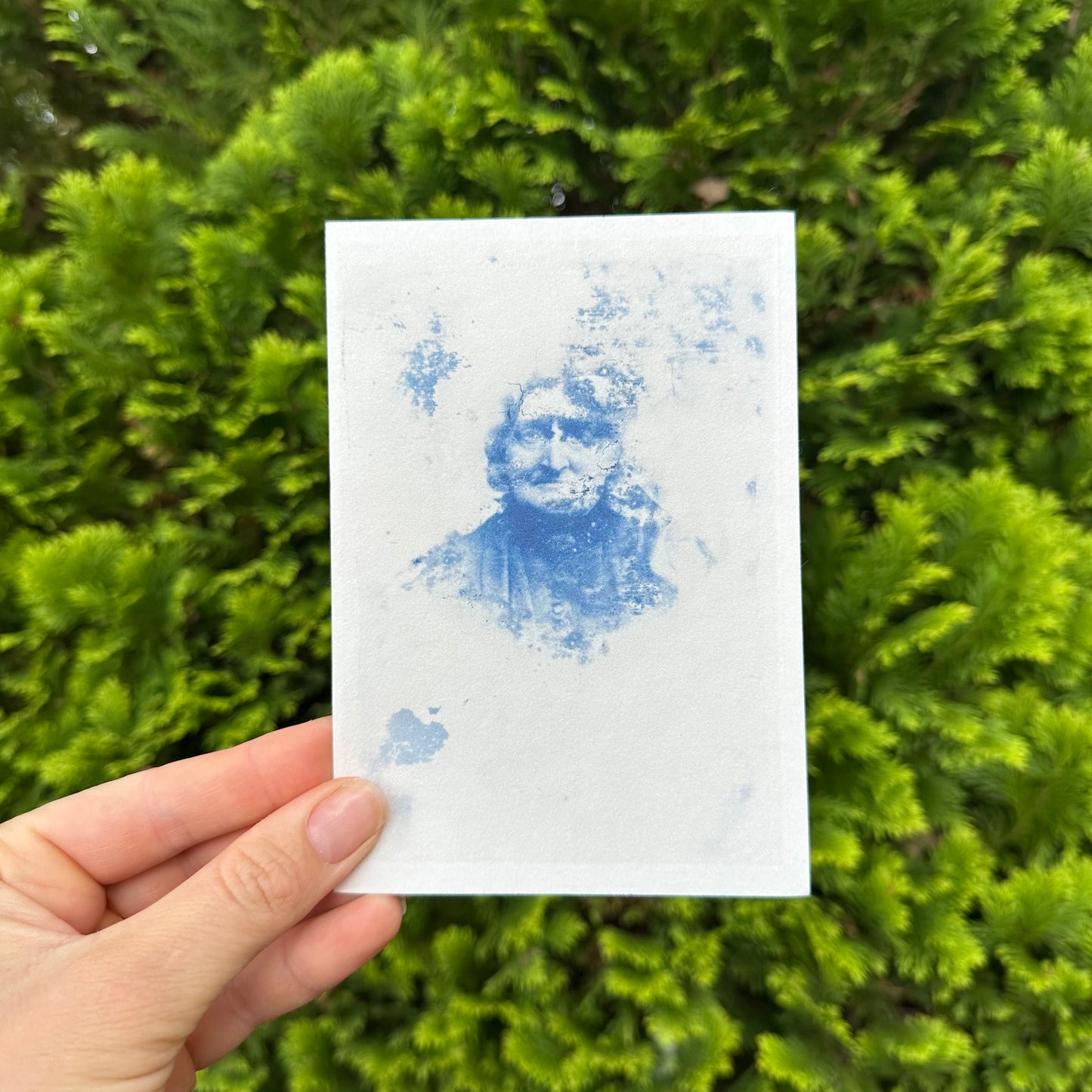 Cyanotype Postcards