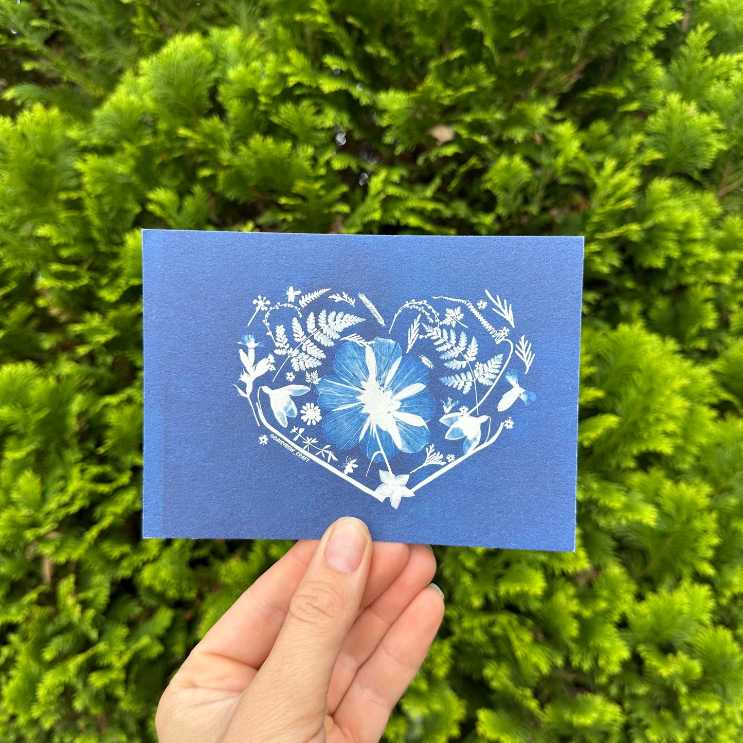 Cyanotype Postcards