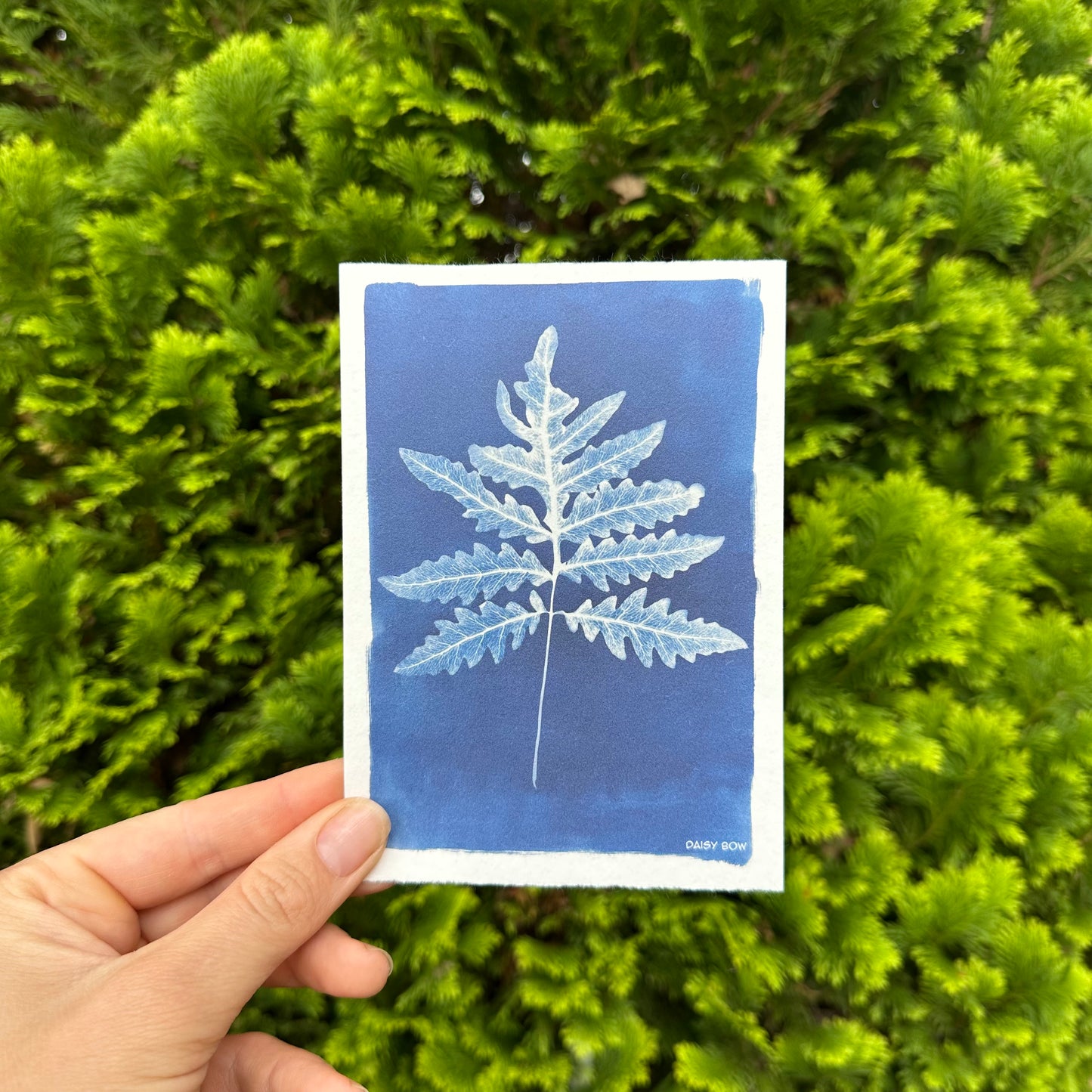 Cyanotype Postcards