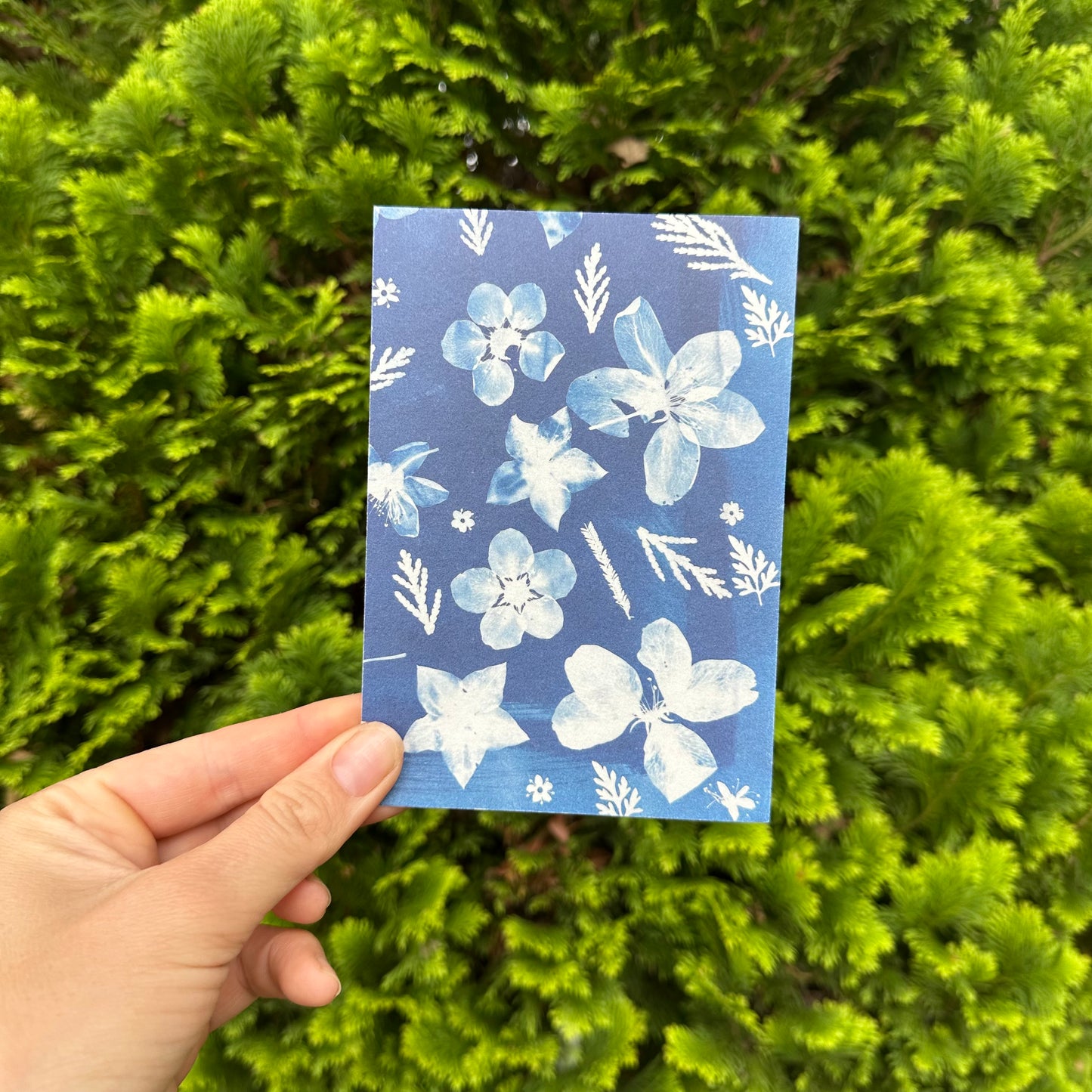 Apple Blossom Cyanotype Postcard: botanical print