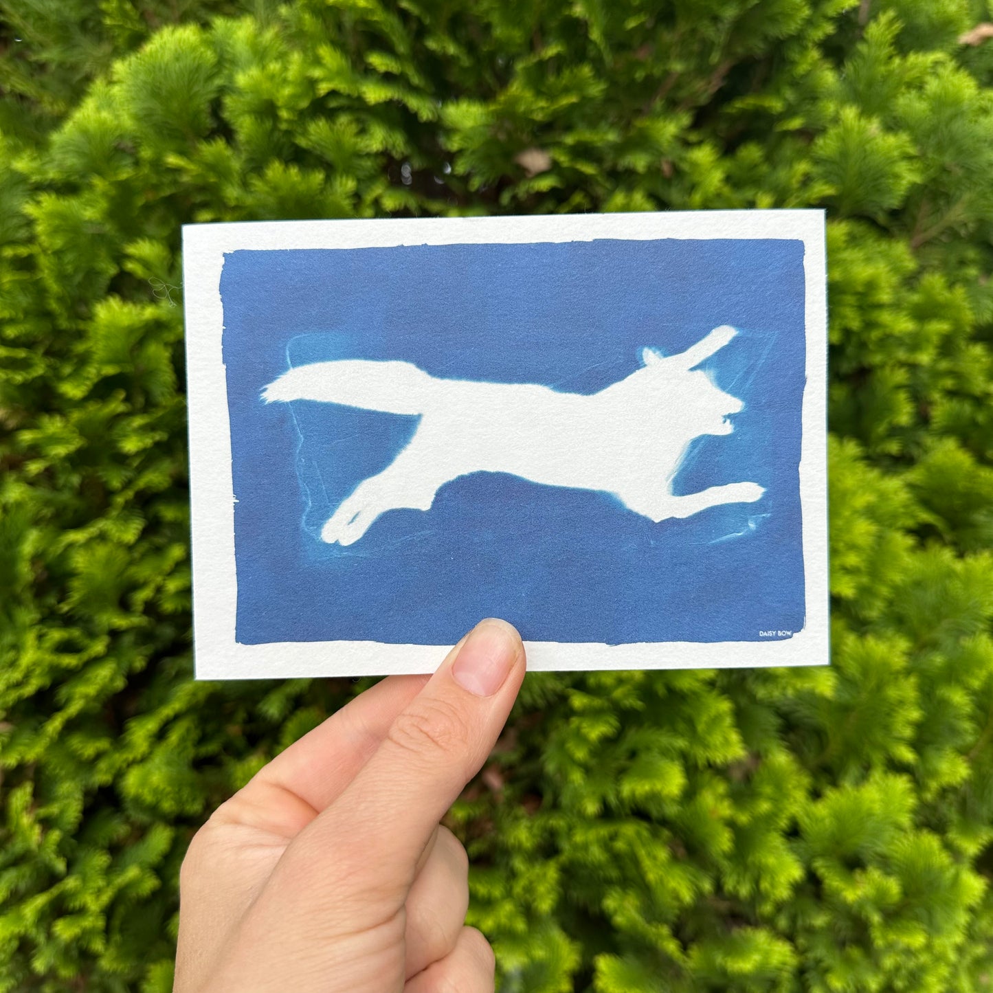 Cyanotype Postcards