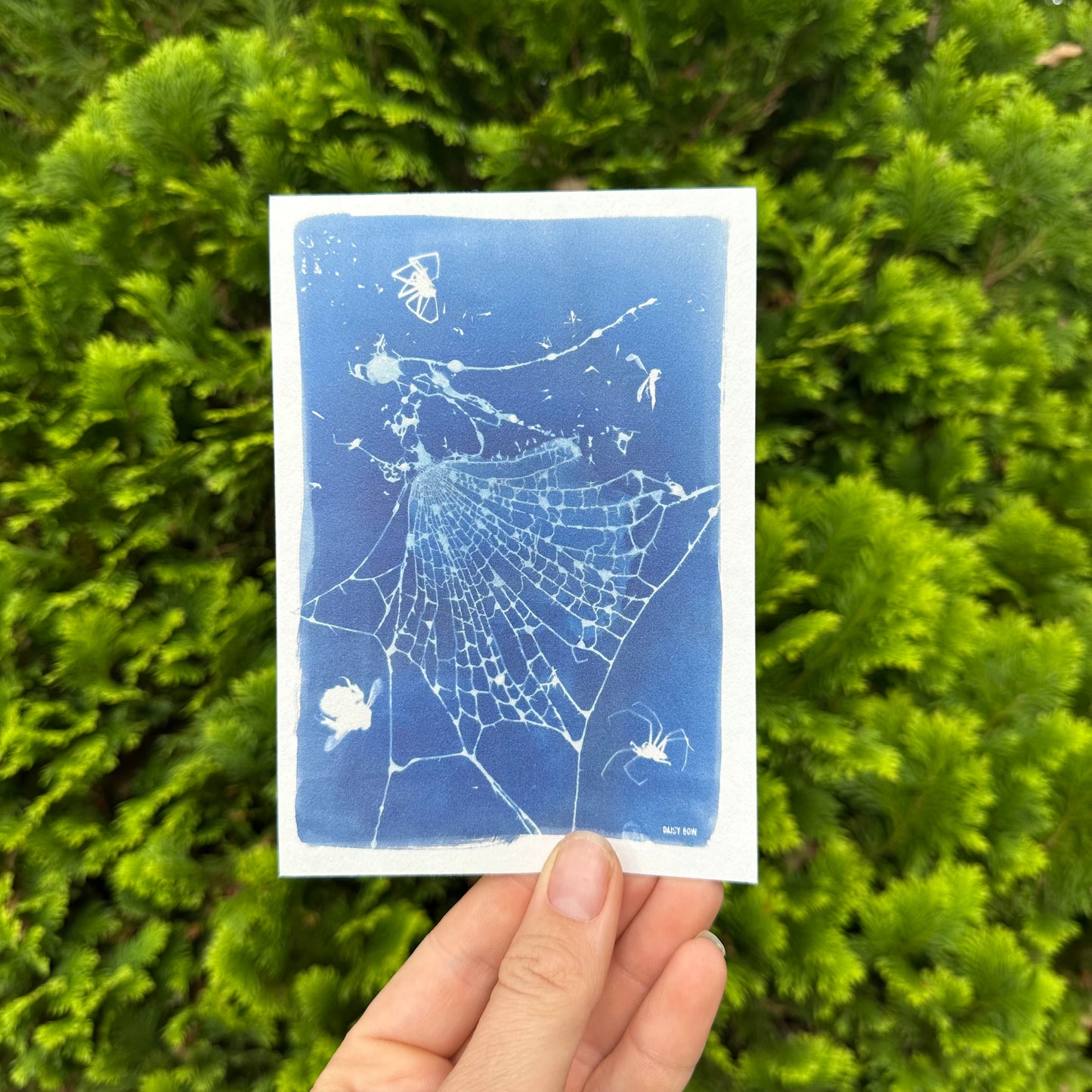 Cyanotype Postcards