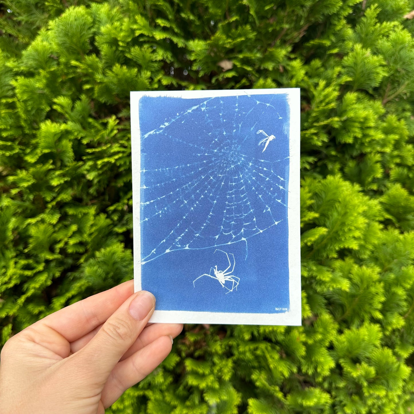 Cyanotype Postcards