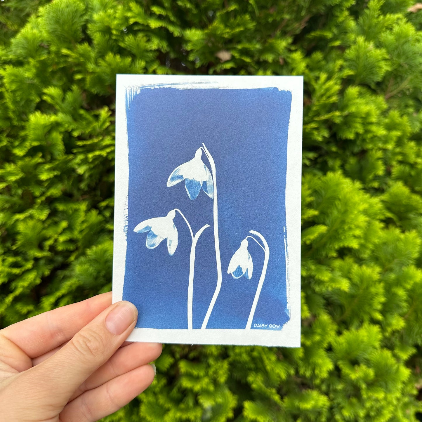 Cyanotype Postcards