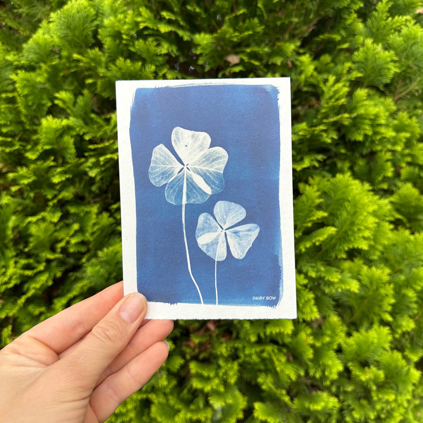 Good Luck Cyanotype Postcard: botanical print