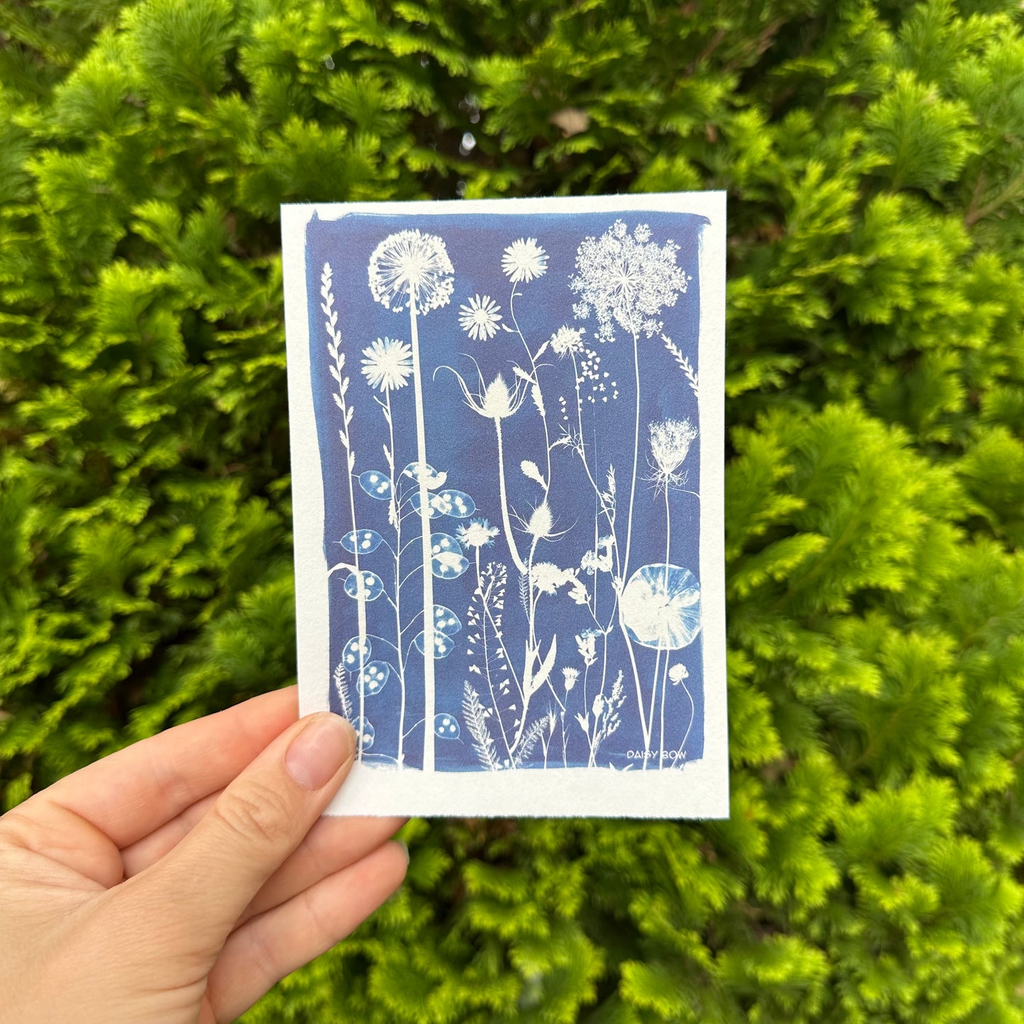 Cyanotype Postcards