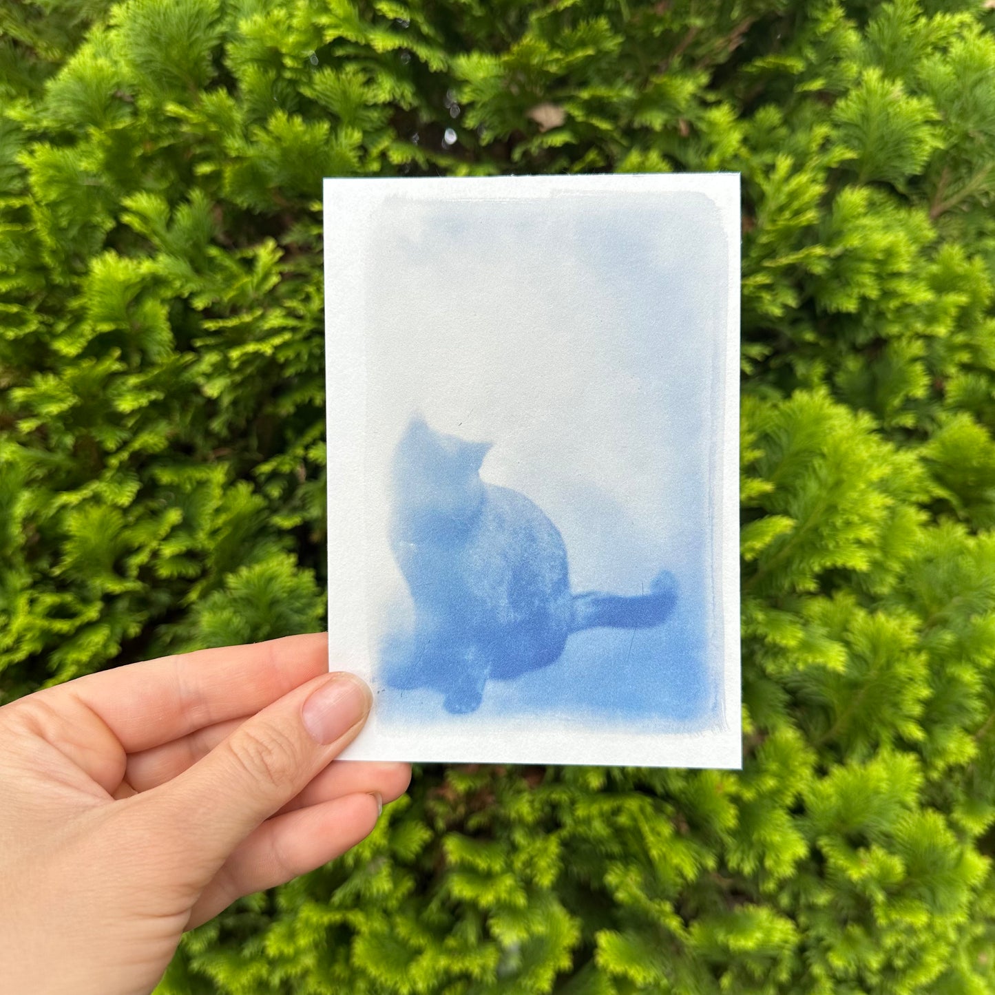 Cyanotype Postcards