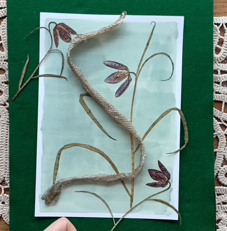 Snake Shed and Snake Head Fritillary Print