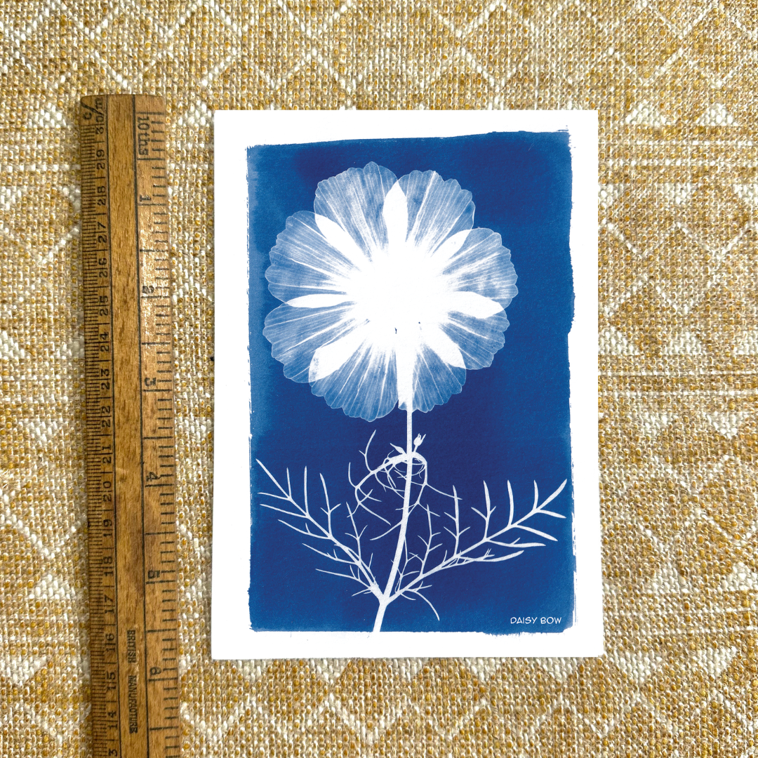 Cosmos Cyanotype Postcard: botanical print