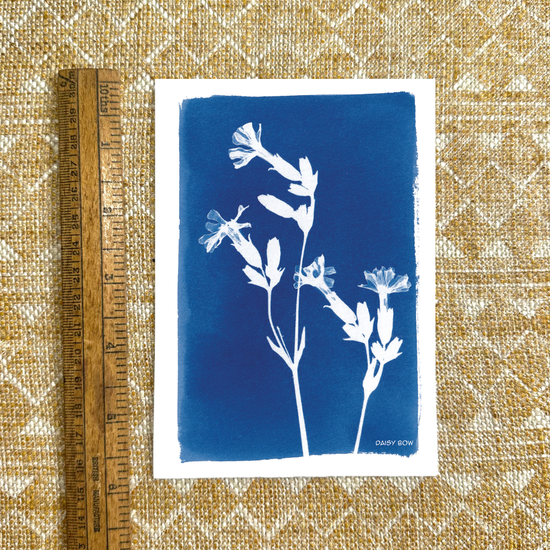 Campion Cyanotype Postcard: botanical print