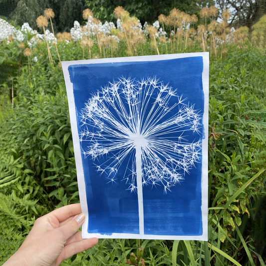 A4 Large Allium Cyanotype Print