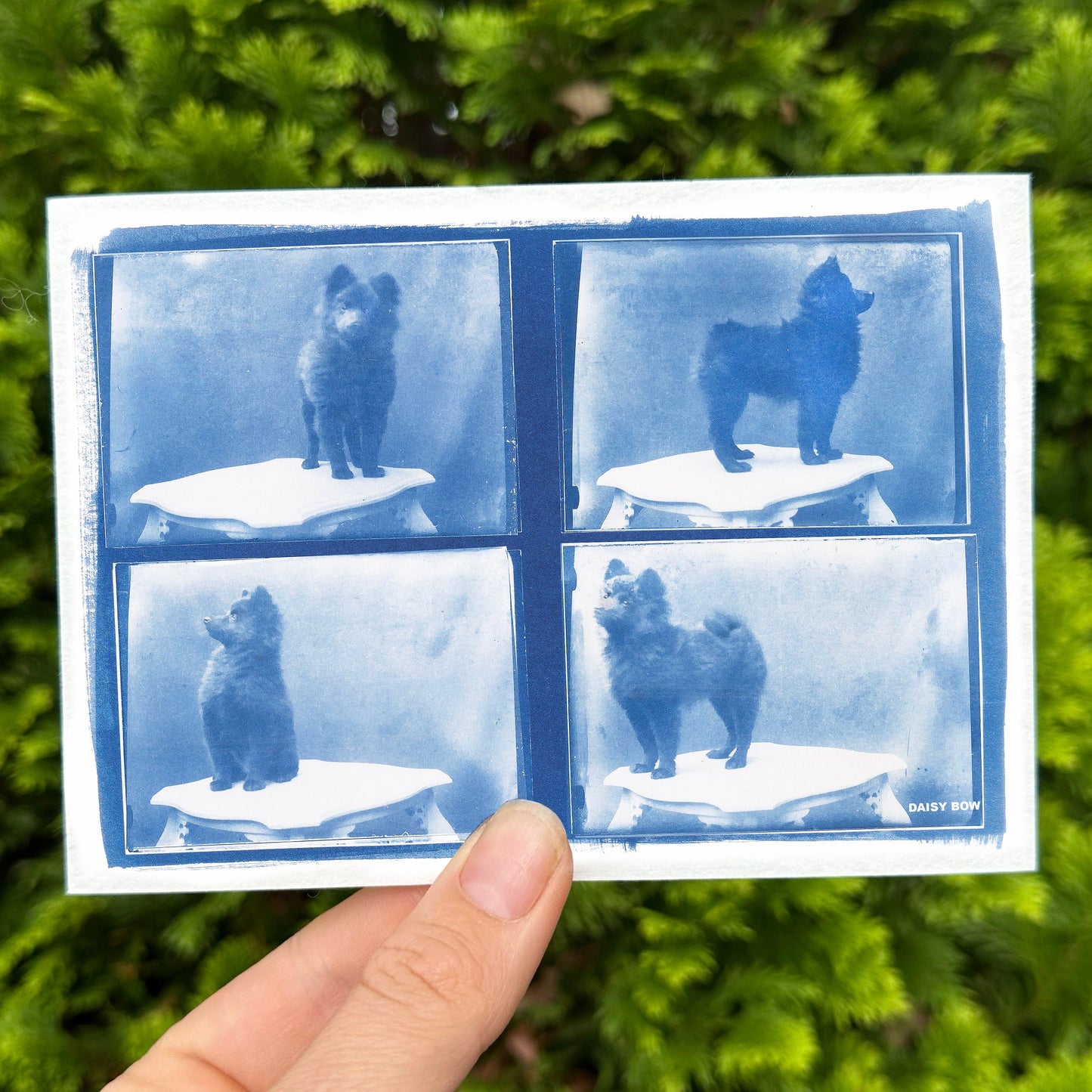 Cyanotype Postcards