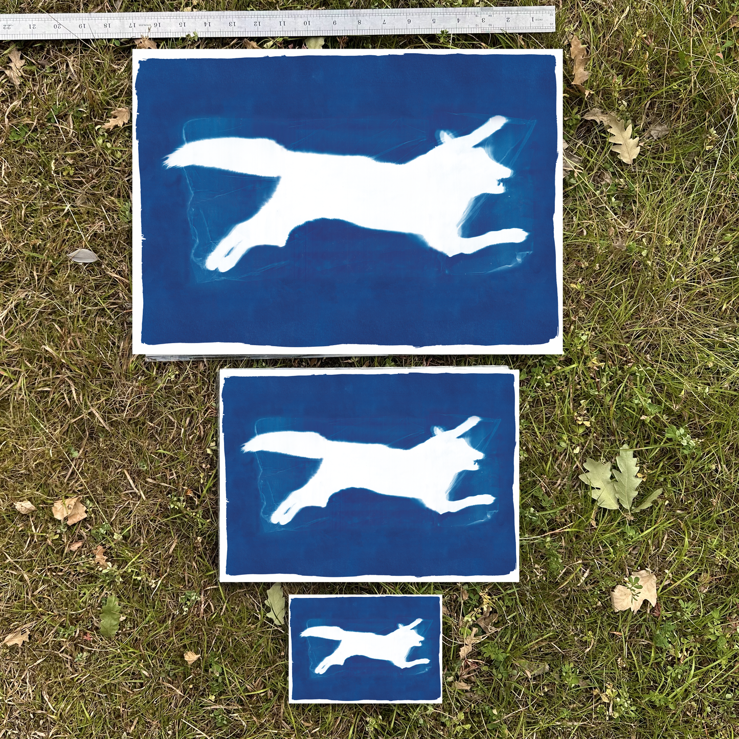 Fox Cyanotype Print reproduction