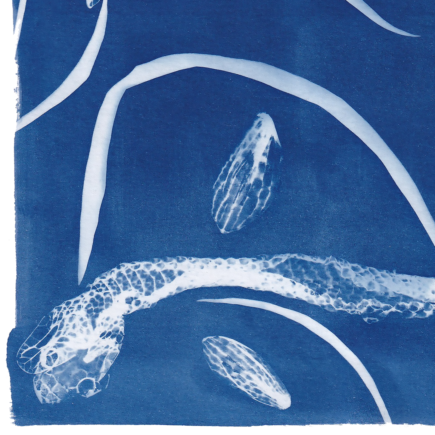 Snake Shed and Snake Head Fritillary Print