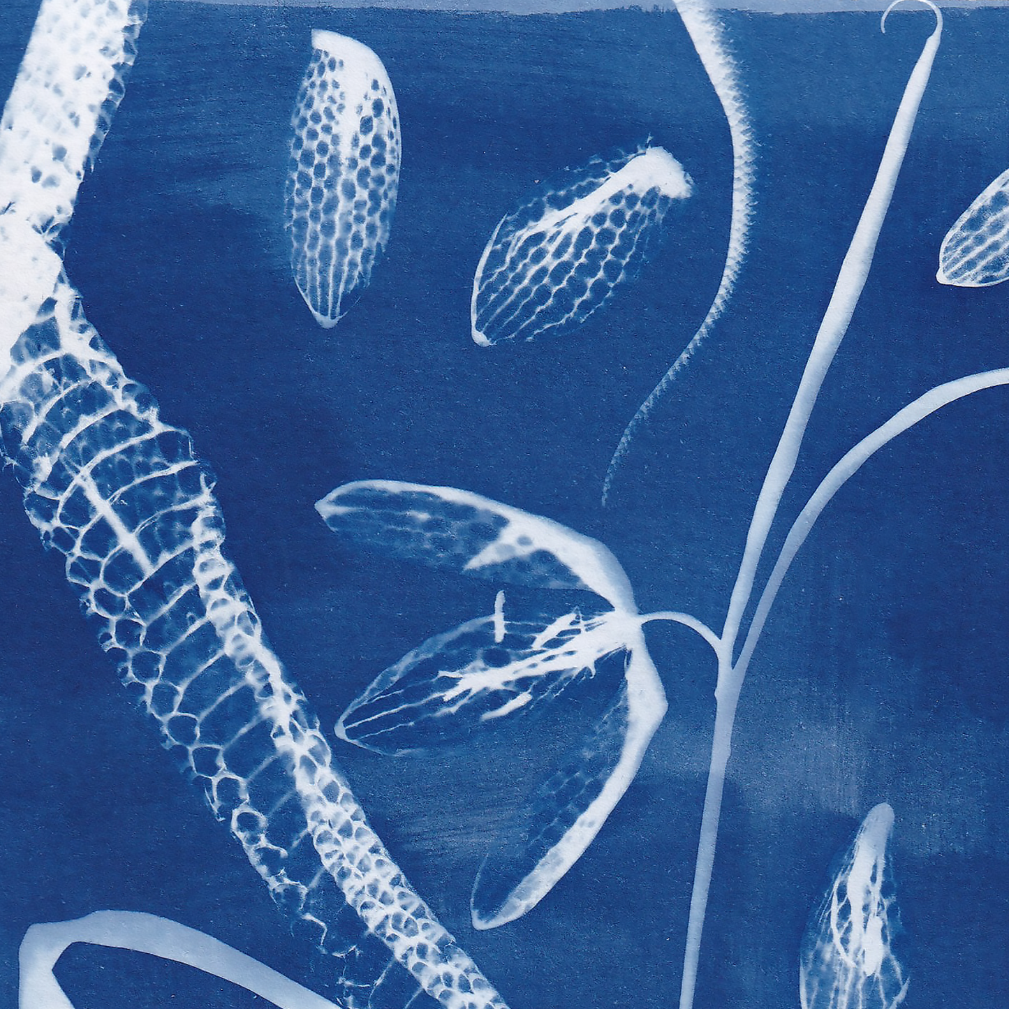 Snake Shed and Snake Head Fritillary Print