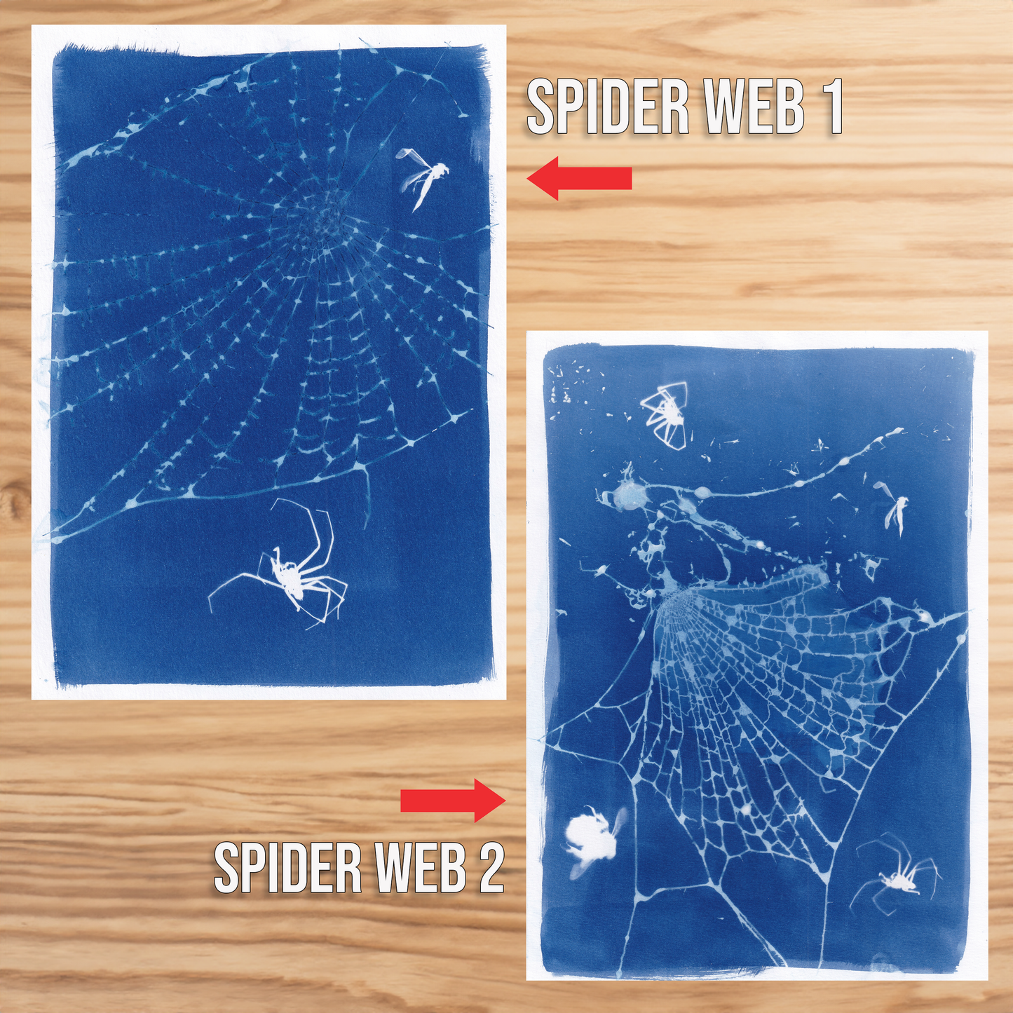 Real Spider Web Cyanotype Print