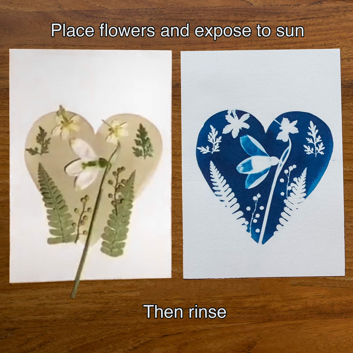 Love Plants Cyanotype Kit