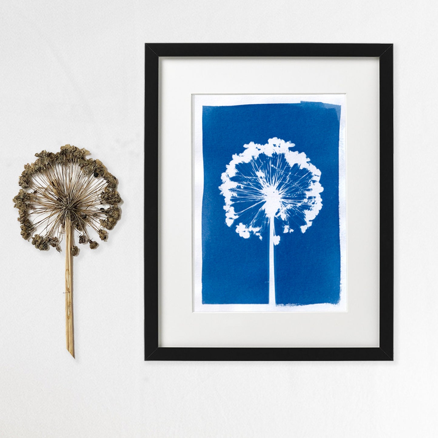 Original Cyanotype Print