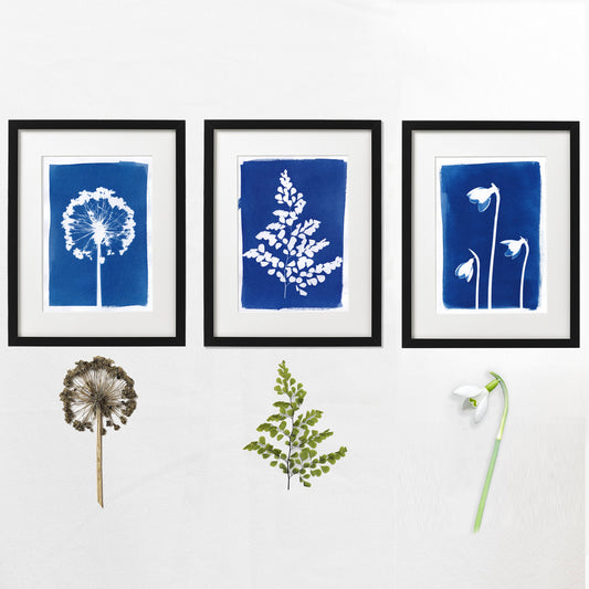 Set of 3 original Cyanotype Prints of Real Plants for Nature Lovers