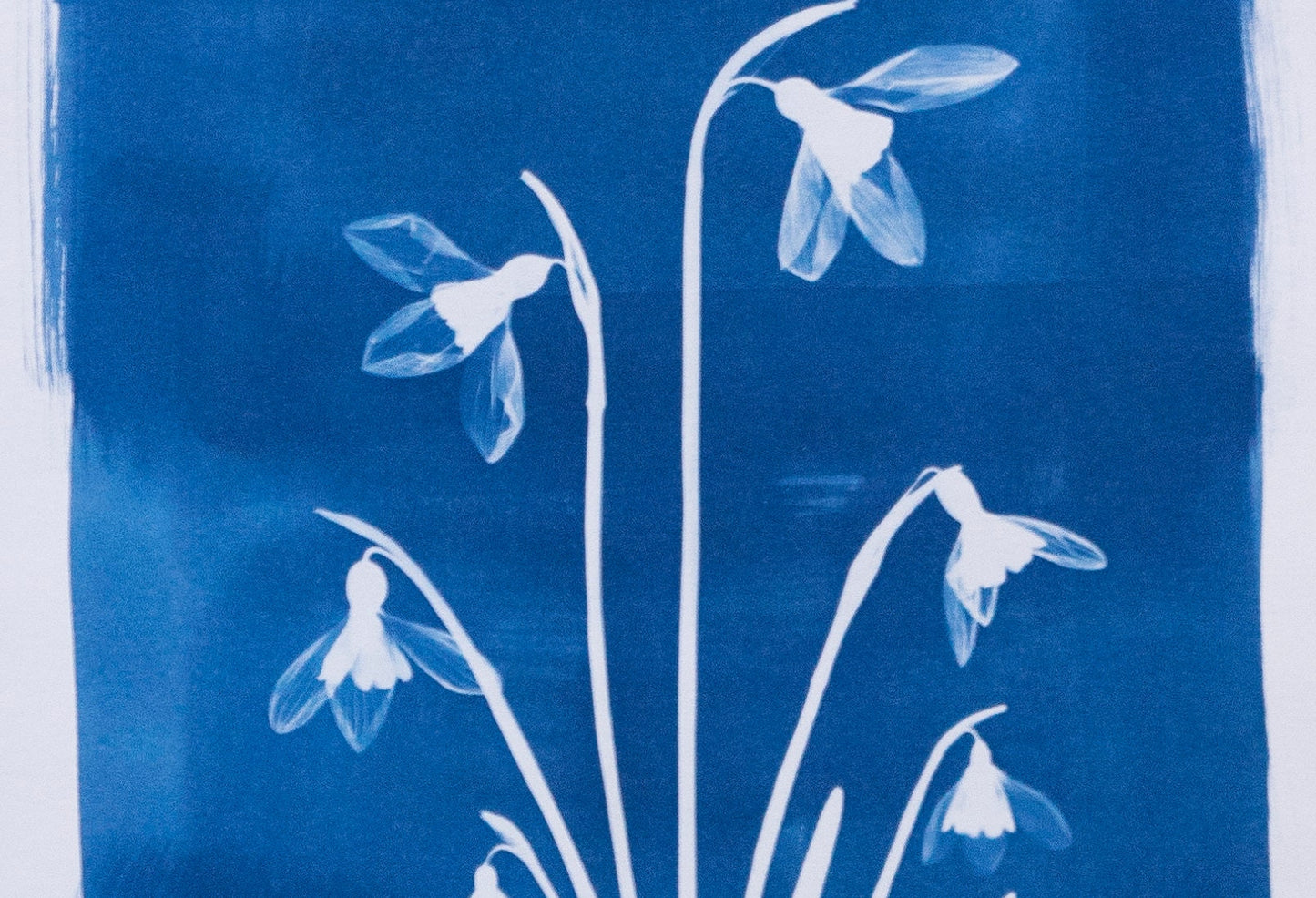 A4 Snowdrop Blue Cyanotype Print