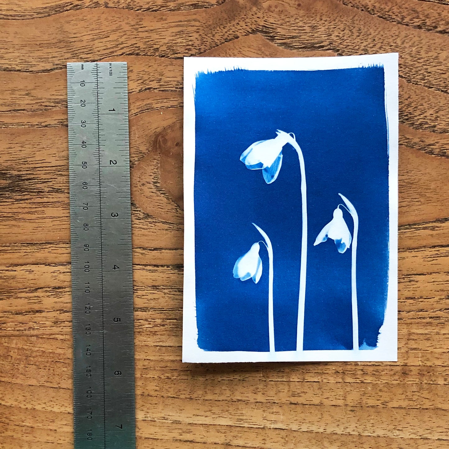 Easy Hand Painted Cyanotype Paper Kit by Daisy Bow