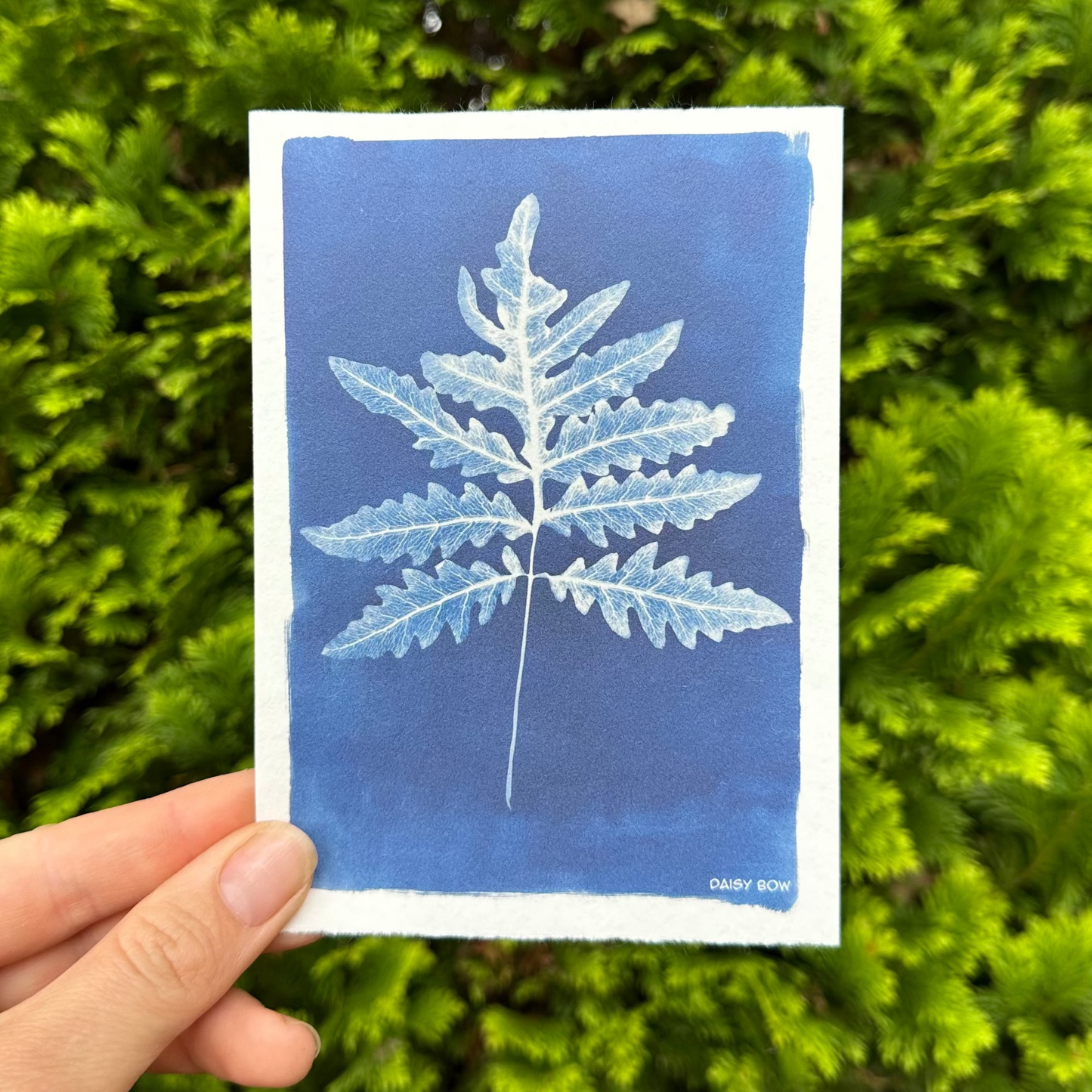 Fern Cyanotype Postcard: botanical print
