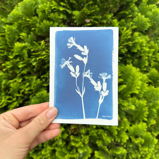 Campion Cyanotype Postcard: botanical print