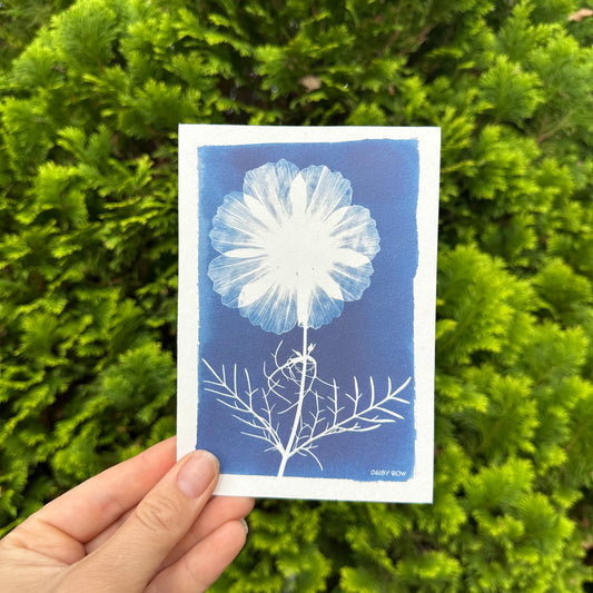 Cosmos Cyanotype Postcard: botanical print