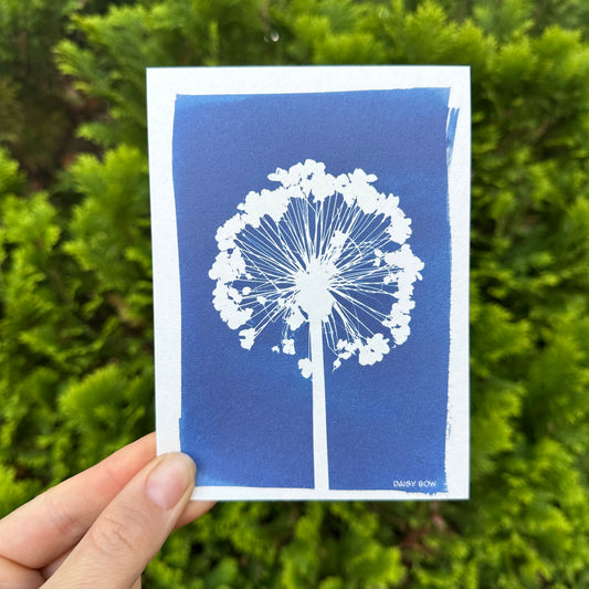 Allium Cyanotype Postcard: botanical print