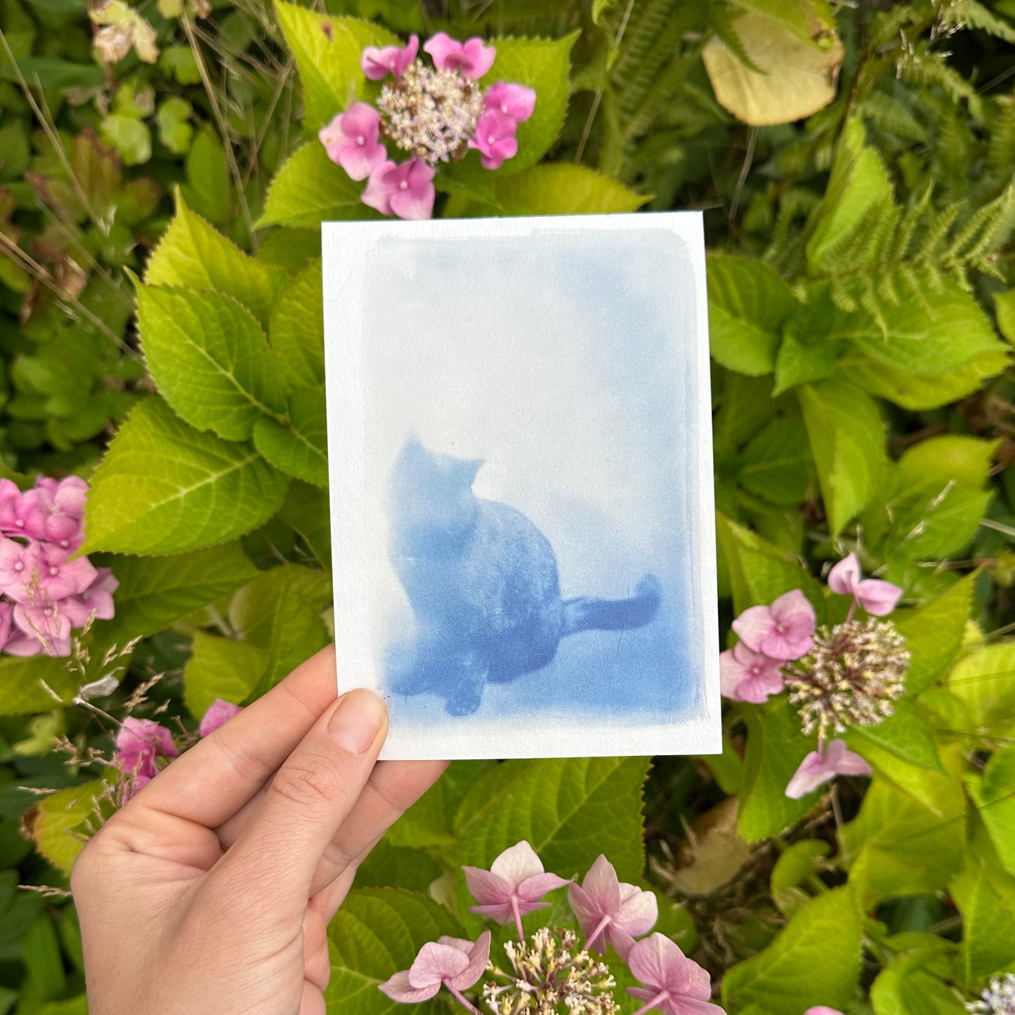 Cat Cyanotype Print Antique glass negative