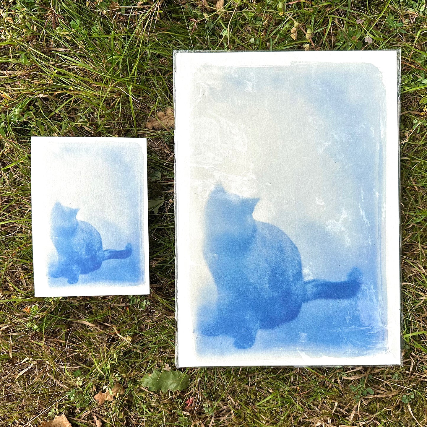 Cat Cyanotype Print Antique glass negative
