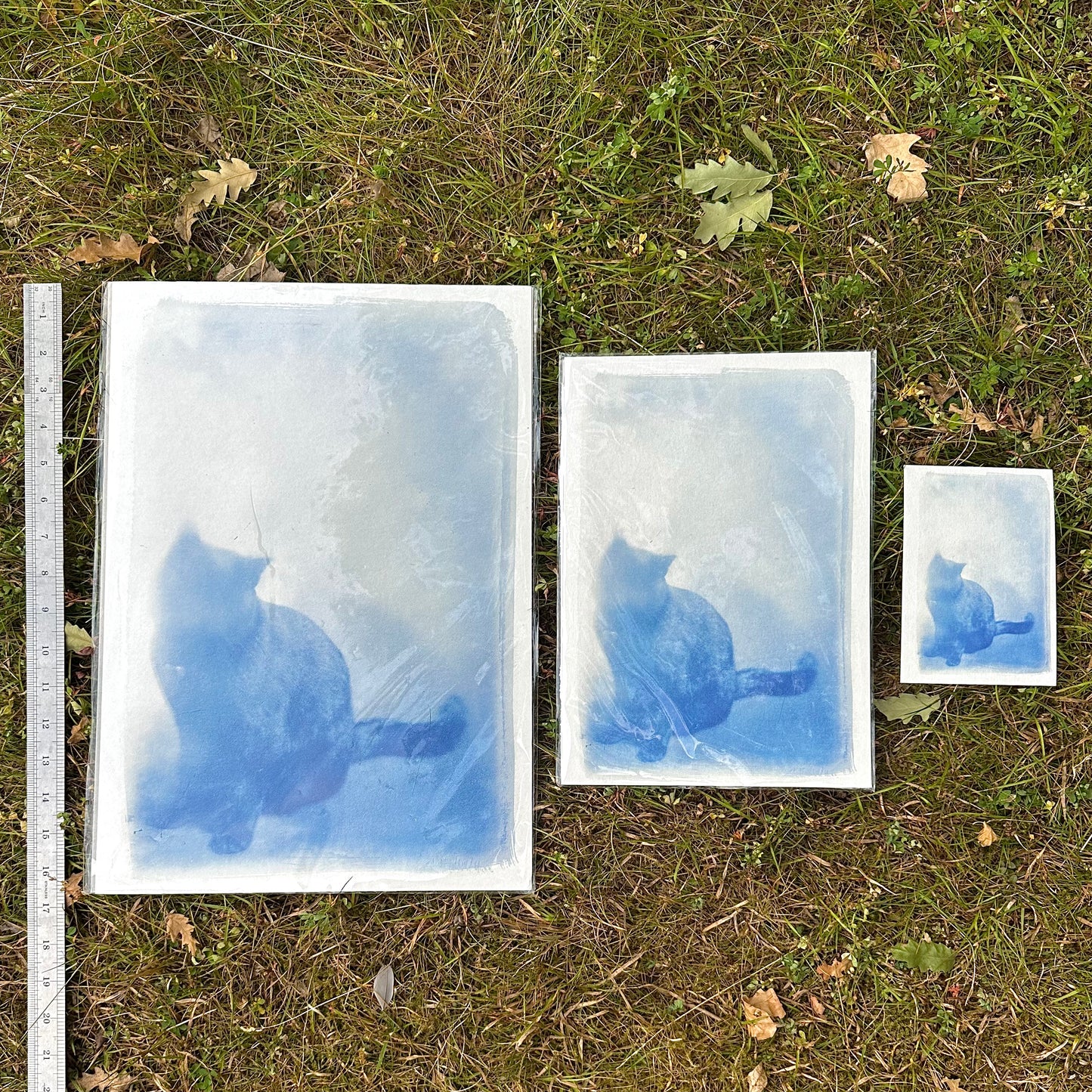 Cat Cyanotype Print Antique glass negative