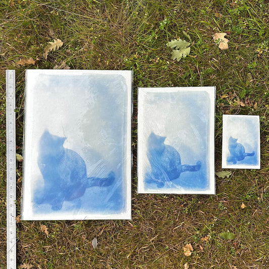 Cat Cyanotype Print Antique glass negative
