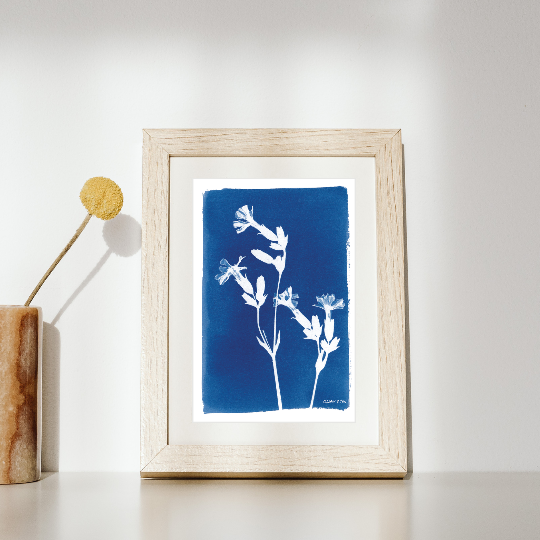 Campion Cyanotype Postcard: botanical print
