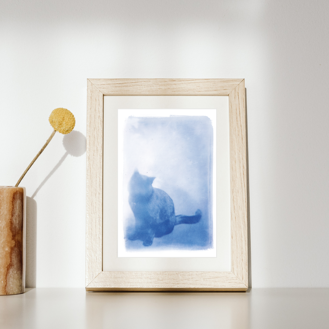 Cat Cyanotype Print Antique glass negative