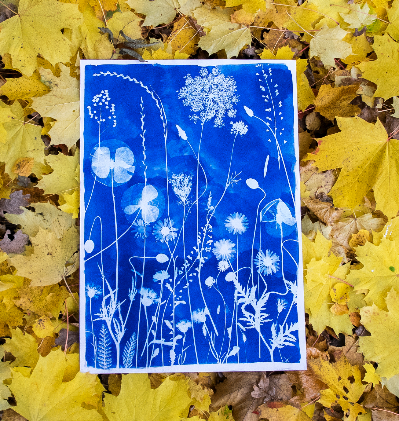 Large Cyanotype Paper Kit, hand painted by Daisy Bow