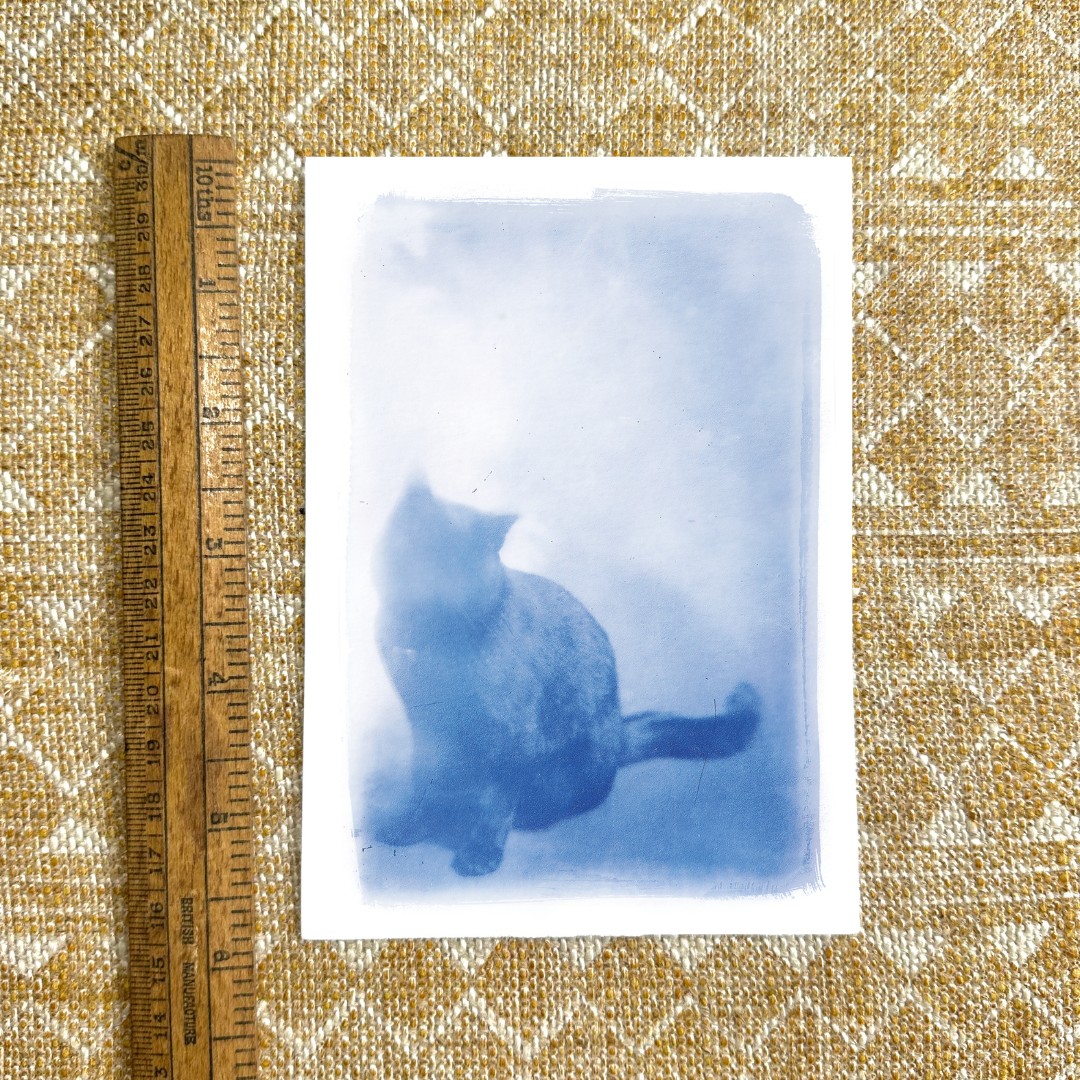 Cat Cyanotype Print Antique glass negative