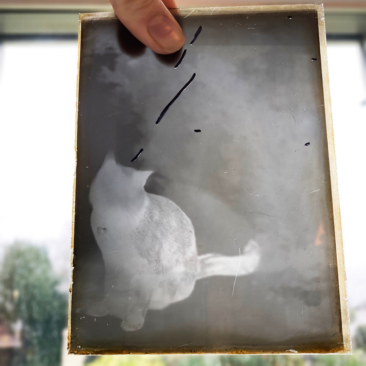 Cat Cyanotype Print Antique glass negative