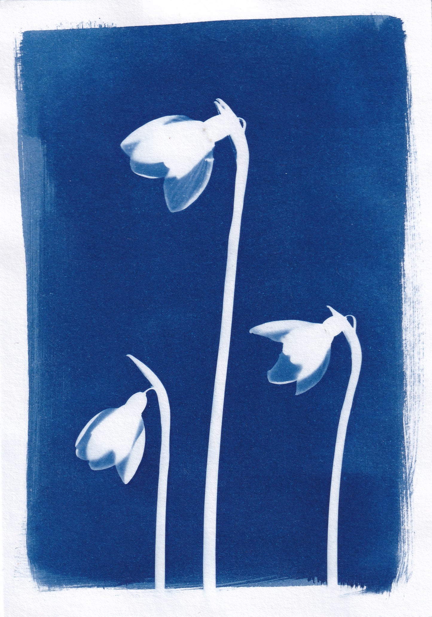 Original Cyanotype Print