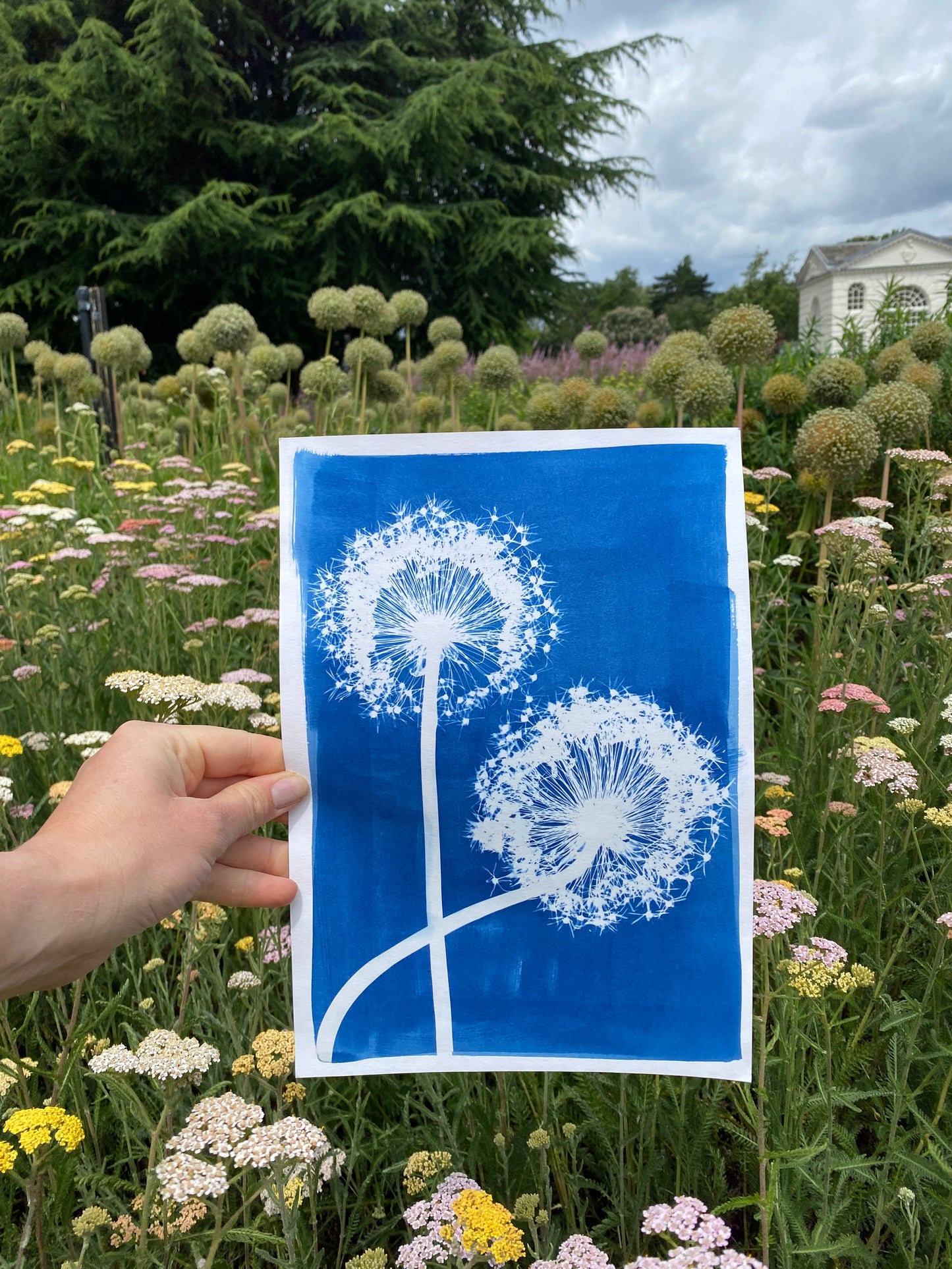 A4 Allium Cyanotype Print