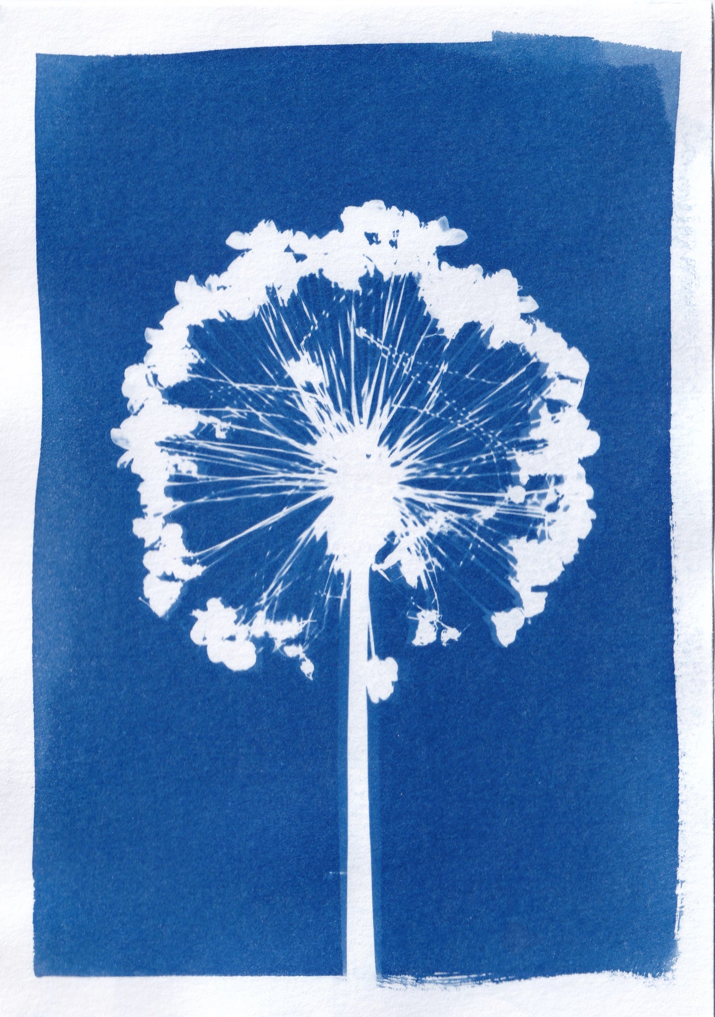 Original Cyanotype Print