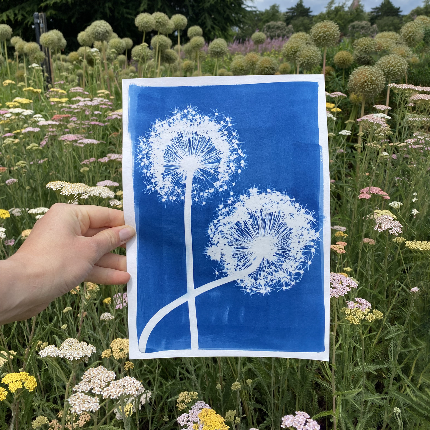 A4 Allium Cyanotype Print