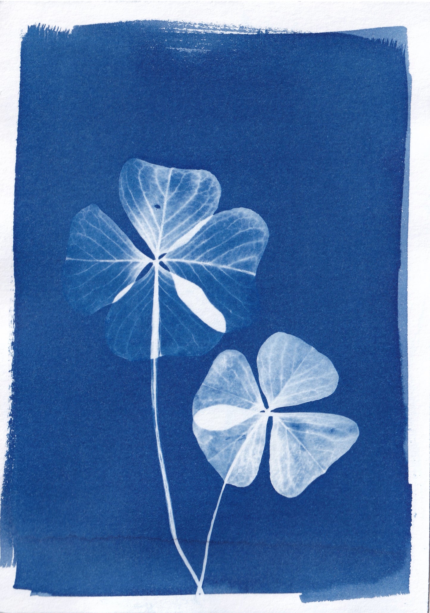 Original Cyanotype Print