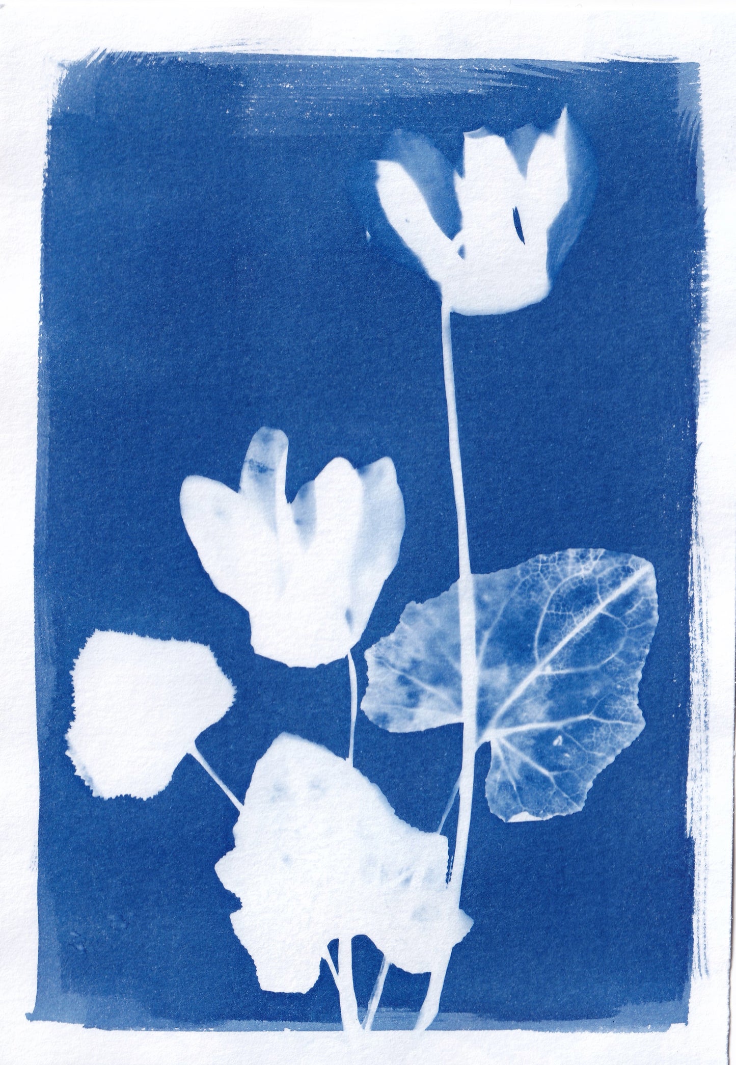 Original Cyanotype Print