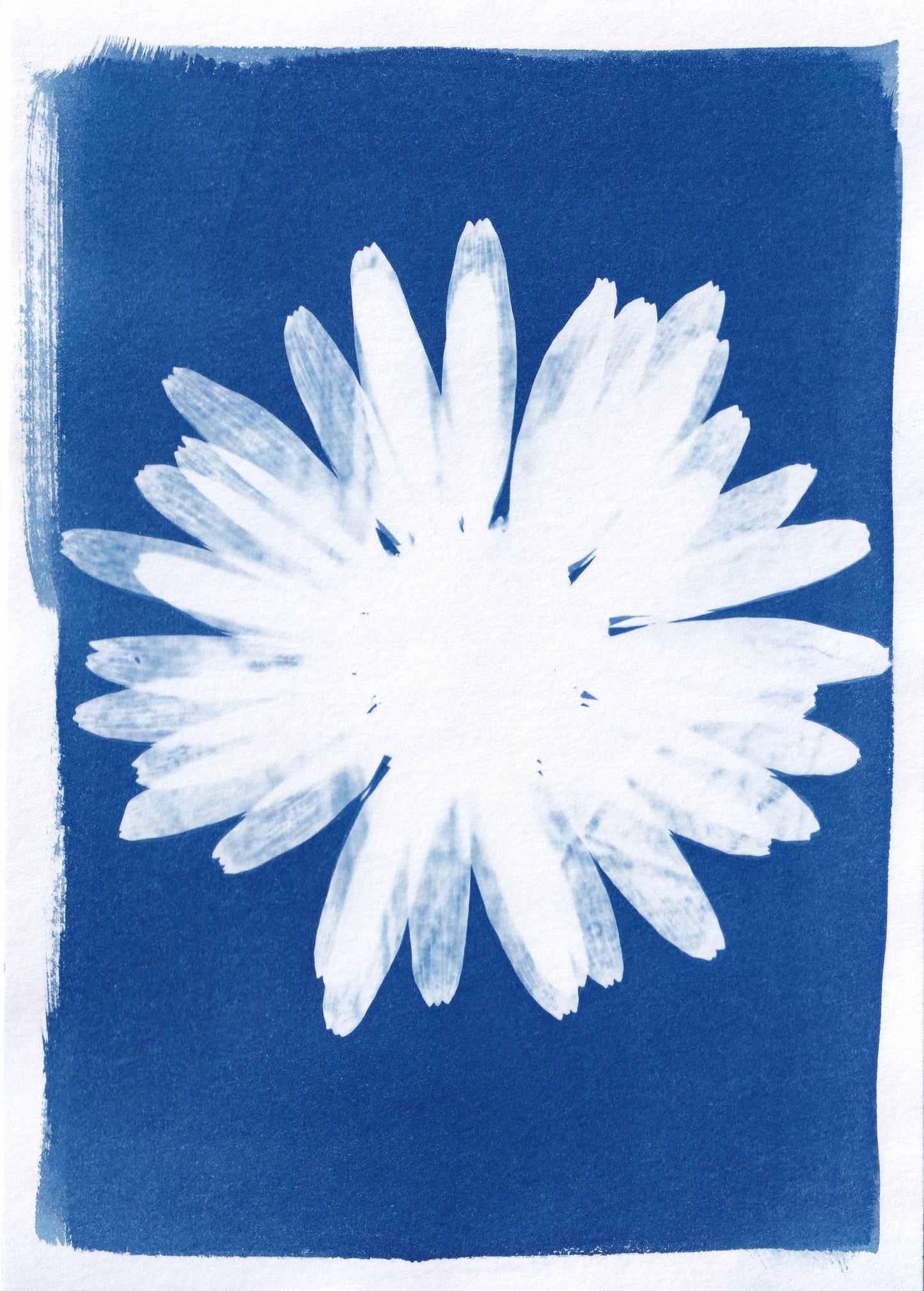 Original Cyanotype Print