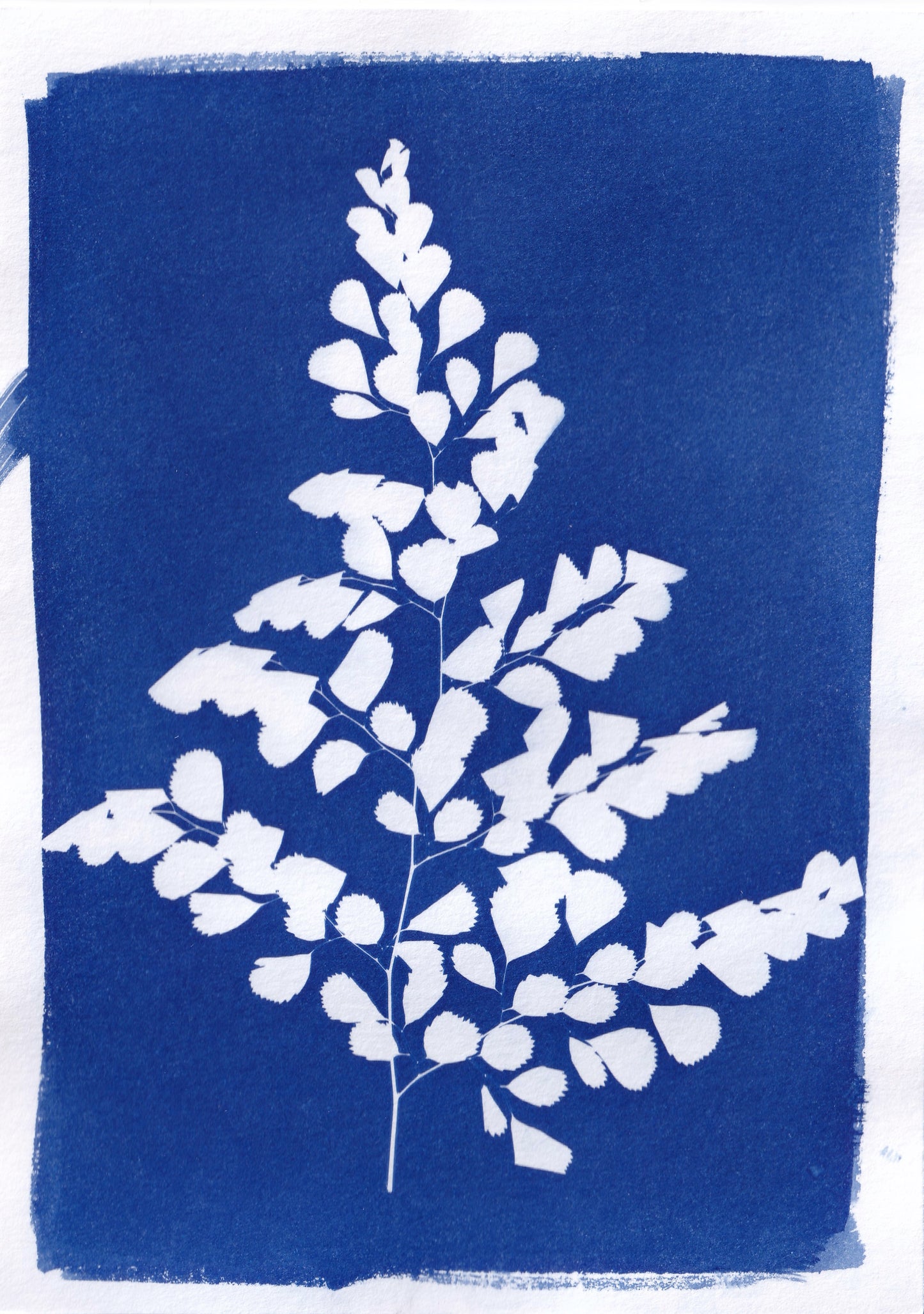 Original Cyanotype Print