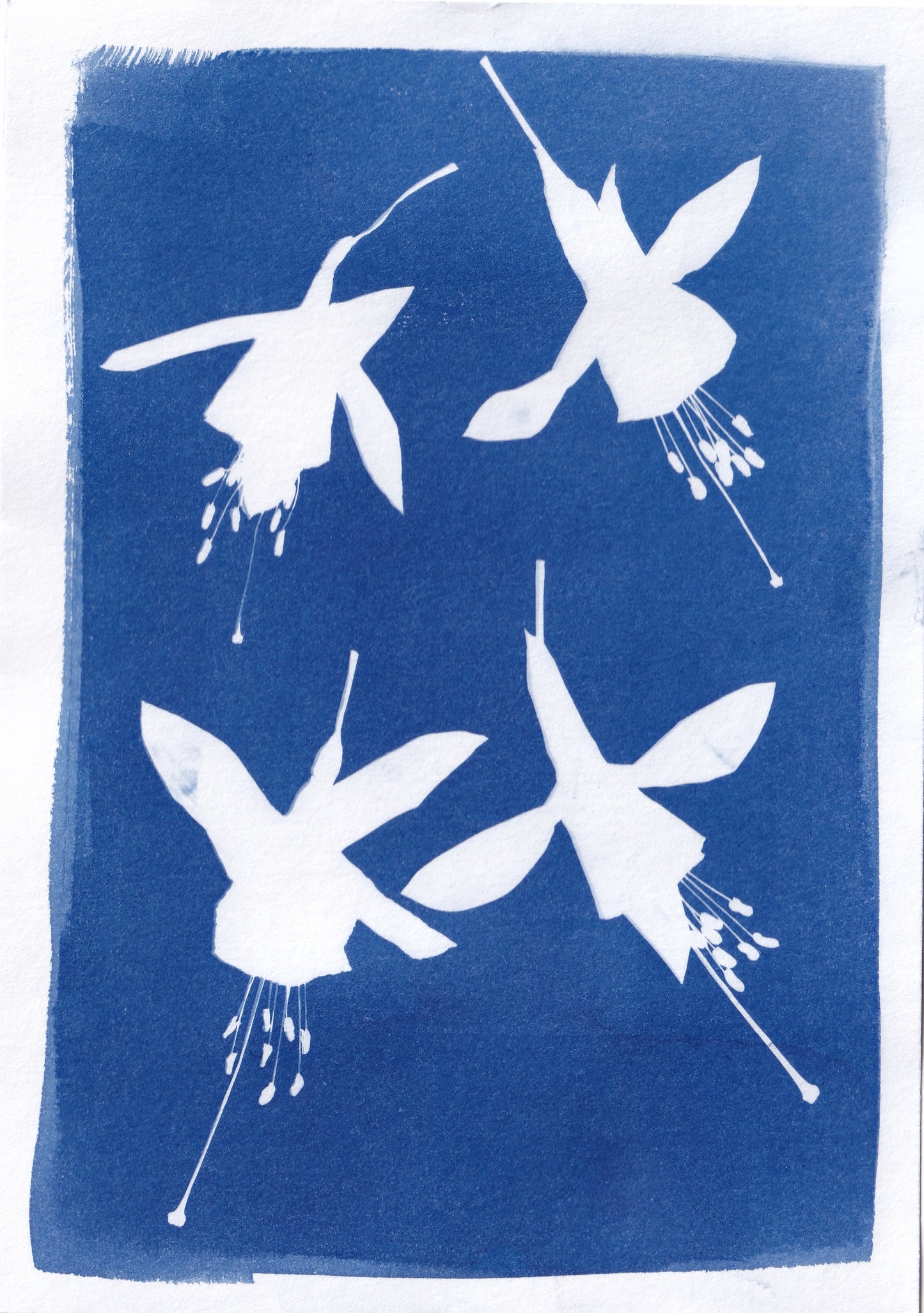 Original Cyanotype Print